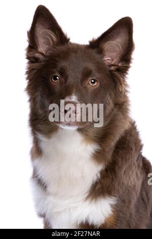 Perro pastor americano en miniatura rojo Foto de stock