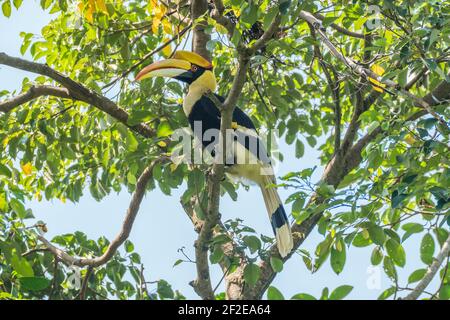 Gran Hornbill Buceros bicornis hembra perca en un árbol Foto de stock