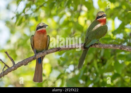 Un par de Bee-eaters de frente Blanco en una sabana de bosque en Kruger NP, en África Foto de stock