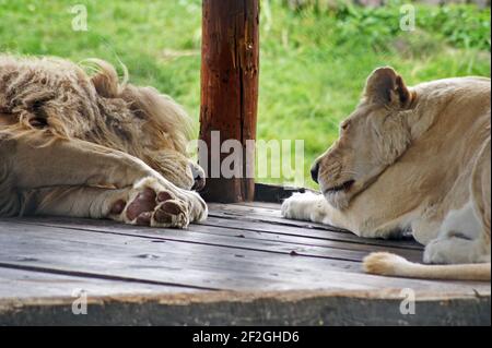 El león blanco en el santuario de animales salvajes- los leones blancos son  animales sagrados, ellos nacieron extremadamente raros Fotografía de stock  - Alamy