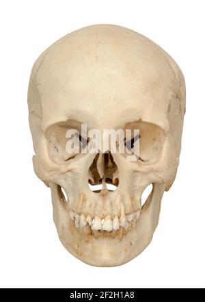Vista anterior o frontal del cráneo humano cortada sobre fondo blanco. Foto de stock