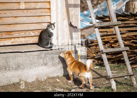 Una hermosa foto de un gato y un perro esponjosos jugando en un día soleado
