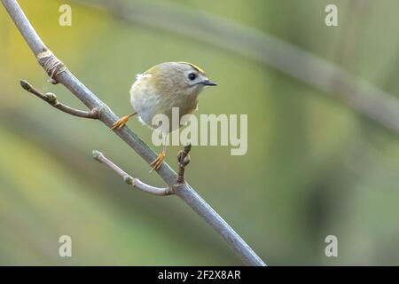 Cierre de un pájaro Goldcrest, Regulus regulus, forrajeo a través de ramas de árboles y arbustos Foto de stock
