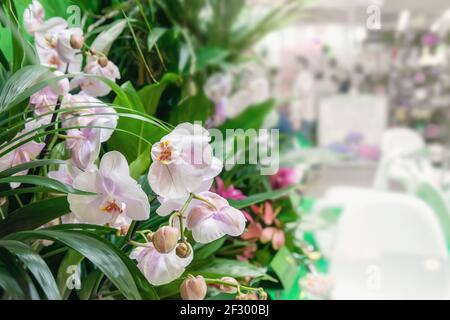 Phalaenopsis rosa flor de orquídea con otras plantas sobre el fondo claro  de la gran sala. La orquídea se vende en una florería Fotografía de stock -  Alamy