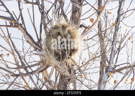 Porcupine en un árbol, Badlands National Park, Dakota del Sur, U.S.A Foto de stock