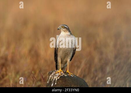 Sparrowhawk eurasiático, Accipiter nisus, Femenino, Puna. Pequeño halcón de cola larga con alas anchas y redondeadas Foto de stock