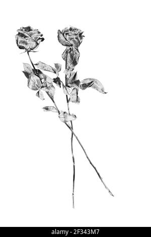 Dos flores color rosa de plata fondo blanco aislado primer plano, negro blanco largo tallo rosas bouquet, hermosa flor de metal gris brillante y hojas, decoración Fotografía de stock - Alamy Dos flores color rosa de plata fondo blanco aislado primer plano, negro blanco largo tallo rosas bouquet, hermosa flor de metal gris brillante y hojas, decoración Fotografía de stock - Alamy