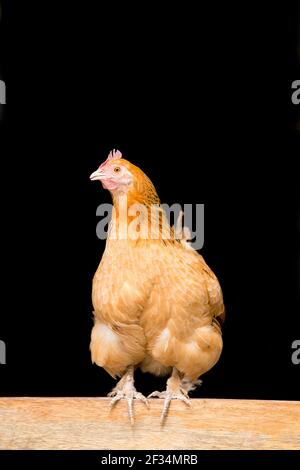 Pollo de gallina naranja híbrido persiguiendo en puerta de madera Foto de stock