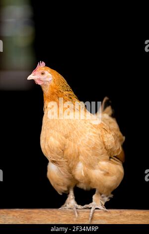 Pollo de gallina naranja híbrido persiguiendo en puerta de madera Foto de stock