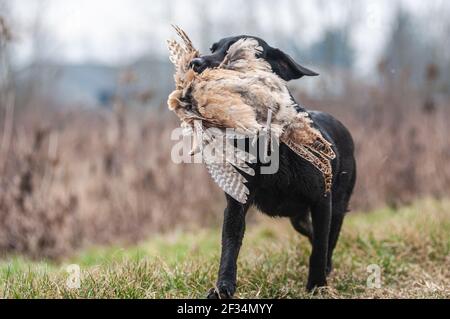 Adulto negro Labrador Retriever está recuperando a una hembra faisán durante un tiroteo. El perro está corriendo entre cultivos de maíz