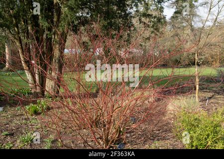 Tallos de invierno rojo brillante en un arbusto de madera de gallo variegada (Cornus alba 'Gouchaultii') creciendo en una frontera herbácea en un brillante día soleado en el Devon rural, Foto de stock