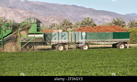 Cosechadora autopropulsada, trabajador que cosecha el cultivo de la zanahoria orgánica 'Daucus carota ssp. Sativus', plantación de la palma de la fecha en el fondo. Foto de stock