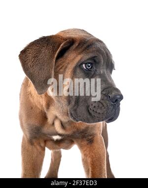 Cachorro mastín italiano delante de un fondo blanco