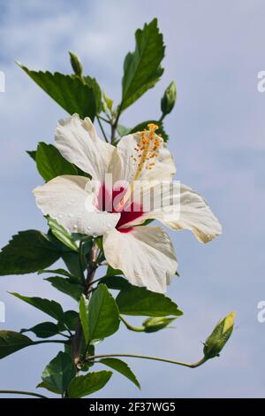 Vista en ángulo bajo de una hermosa flor blanca de hibisco con cielo azul en el fondo. Foto de stock