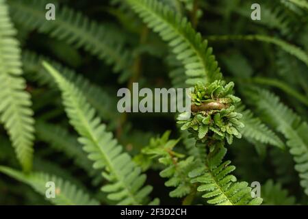 Lady helecn frondas verdes que se despliegan en primavera Foto de stock