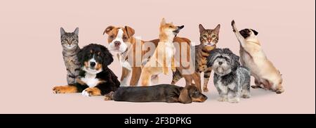 grupo de ocho gatos y perros aislados en un rosado fondo pastel