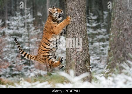 Caza de tigre siberiano mientras saltas en el árbol en busca de presas. Nieve y frío escena de acción. Foto de stock