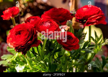 Flores de ranúnculo rojo con brotes y tallos de plantas verdes, profundidad de campo poco profunda, enfoque selectivo Foto de stock