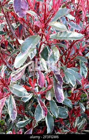 Photinia cassini «Marble rosa» Variegated Photinia – verde oscuro, verde oliva, crema, hojas rosas y rojas, marzo, Inglaterra, Reino Unido Foto de stock