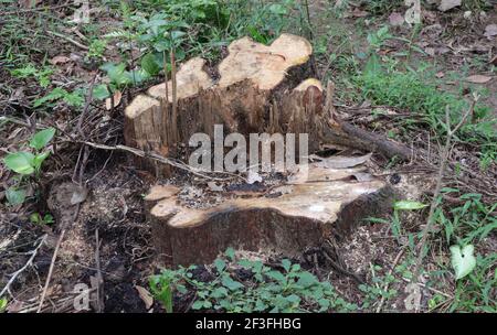 Raíz de un gran árbol cortado Foto de stock