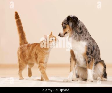 Mini Pastor Australiano y gato doméstico. Un perro adulto y un gato tabby se conocen entre sí. Alemania