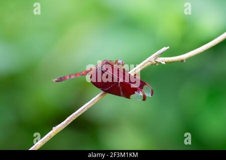 Un hermoso color rojo brillante macho fulvous Bosque Skimmer (Neurothemis fulvia), descansando en una ramita en el jardín.