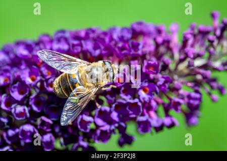 abeja melífera recogiendo polen en una flor de buddleja púrpura en fondo borroso. Foto de alta calidad