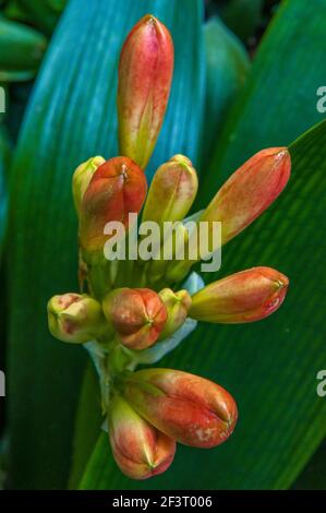 Flor de Clivia, lirio de Kaffir, Amaryllidaceae, Jardín de ciprés, Valle de Mill, California