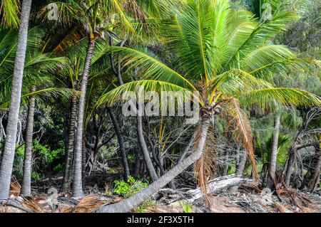 Palmeras tropicales cerca de la playa, Parque Nacional Daintree, Cabo Tribulation, Queensland, Australia. Foto de stock