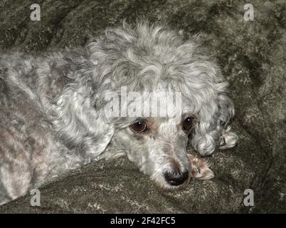 Lindo perro de fideos de plata sobre una cama gris. Cara triste de fideos con ojos marrones Foto de stock