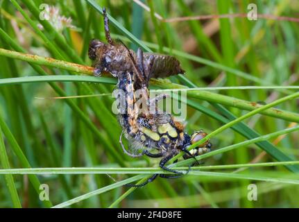 Emergencia y metamorfosis: La libélula se arrastra fuera de la piel larval Foto de stock