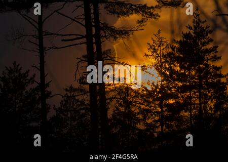 Puesta de sol cerca del castillo de Landstejn con silueta de pinos en Moravia del sur Foto de stock