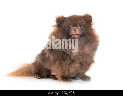 Pomerania jóvenes delante de un fondo blanco
