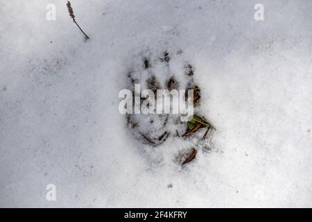 Huella Badger en la nieve en invierno o primavera en el bosque o bosques, de cerca Foto de stock