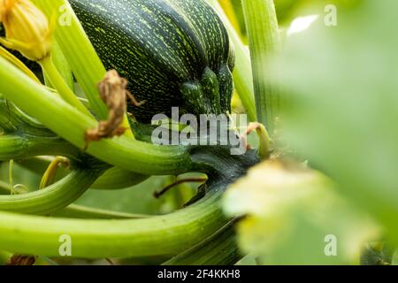 Zucchini Squash, Round Zucchini, Cucurbita o Squash o es un género de parras herbáceas de la familia de las calabazas