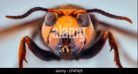 El gigante asiático Hornet, el gigante japonés Hornet, también asesina a Hornet (Vespa mandarinia) Foto de stock