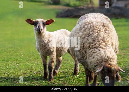 Primer plano retrato de un pequeño cordero blanco y marrón con su oveja en un prado verde, curiosamente mirando la cámara mientras pastaba. Agricultura de libre rango. Foto de stock