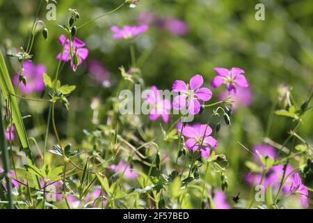 Geranio palustre, Marsh Crane's Bill. Flores rosadas de geranio pantano en un prado verde soleado en un día de verano. Foto de stock