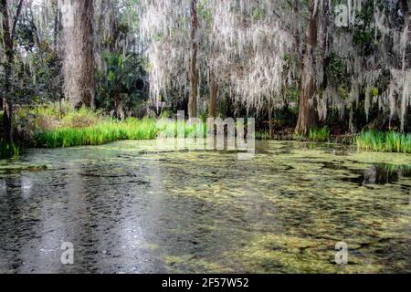 Pantano costero de campo bajo y humedales con robles vivos y musgo español cerca de Charleston, Carolina del Sur Foto de stock