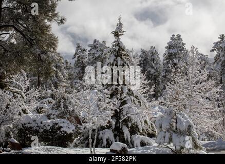 Pinos Ponderosa y cedro cubiertos de nieve después de un invierno Tormenta en Prescott Arizona Foto de stock