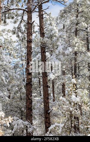 Prescott Arizona pinos Ponderosa cubiertos de nieve después de un invierno tormenta Foto de stock