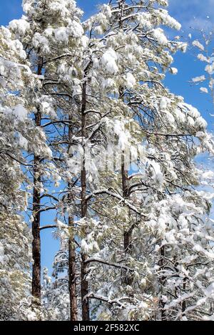 Prescott Arizona pinos Ponderosa cubiertos de nieve después de un invierno tormenta Foto de stock