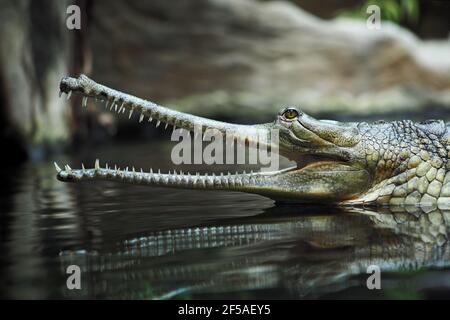 el cocodrilo de la india gavial (Gavialis gangeticus) En el pabellón de reptiles del Zoo de Praga