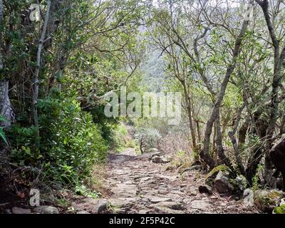 Ruta de senderismo que conduce a través de un bosque en Tenerife, Islas Canarias, con el pecado quebrando a través del dosel verde Foto de stock