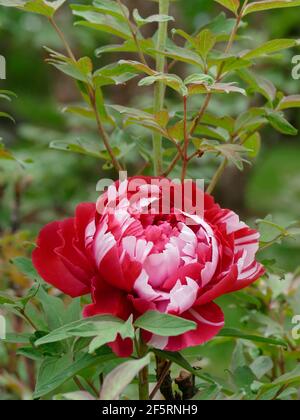 Peonías blancas y rosadas arbustos en pleno florecimiento en el jardín.  Flores de peonías suaves y hojas verdes. Enfoque suave, GDL poco profundo.  Primavera o verano floral Fotografía de stock - Alamy