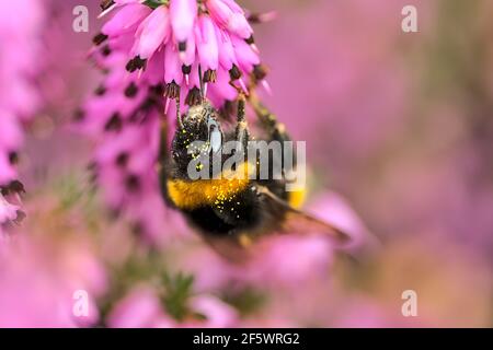 Hermosa vista macro de abejorros, polinizador eficiente, (Bombus) recogiendo polen de flores rosadas en forma de campana (Erica cinerea), Dublín