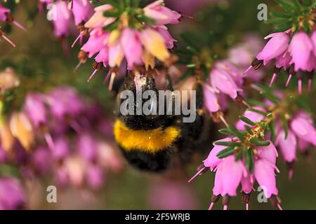Hermosa vista macro de abejorros, polinizador eficiente, (Bombus) recogiendo polen de flores rosadas en forma de campana (Erica cinerea), Dublín