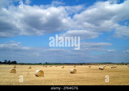 Reino Unido, Yorkshire del Sur, Doncaster, Drum Hay Bales en el campo cerca de Melton Alto