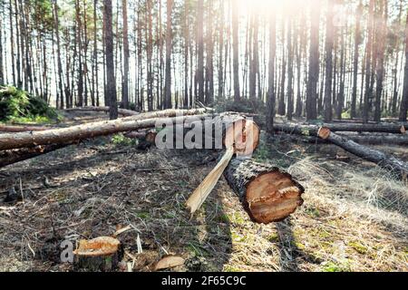 Talando grandes troncos de pino conífero en el paisaje del bosque. Deforestación comercial industrial. Naturaleza desastre y medio ambiente peligro concepto