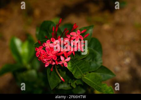 Flores de miel dulce con néctar comestible fotografías e imágenes de alta resolución - Alamy Flores de miel dulce con néctar comestible fotografías e imágenes de alta resolución - Alamy